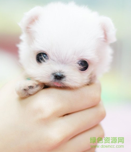 �ɰ��豭èͼƬ��ȫ����